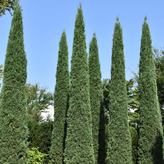 Juniperus virginiana 'Taylor'