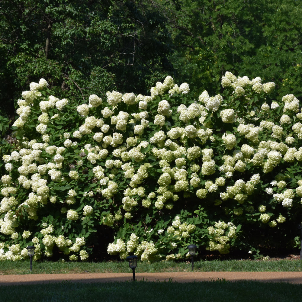 Limelight Hydrangea