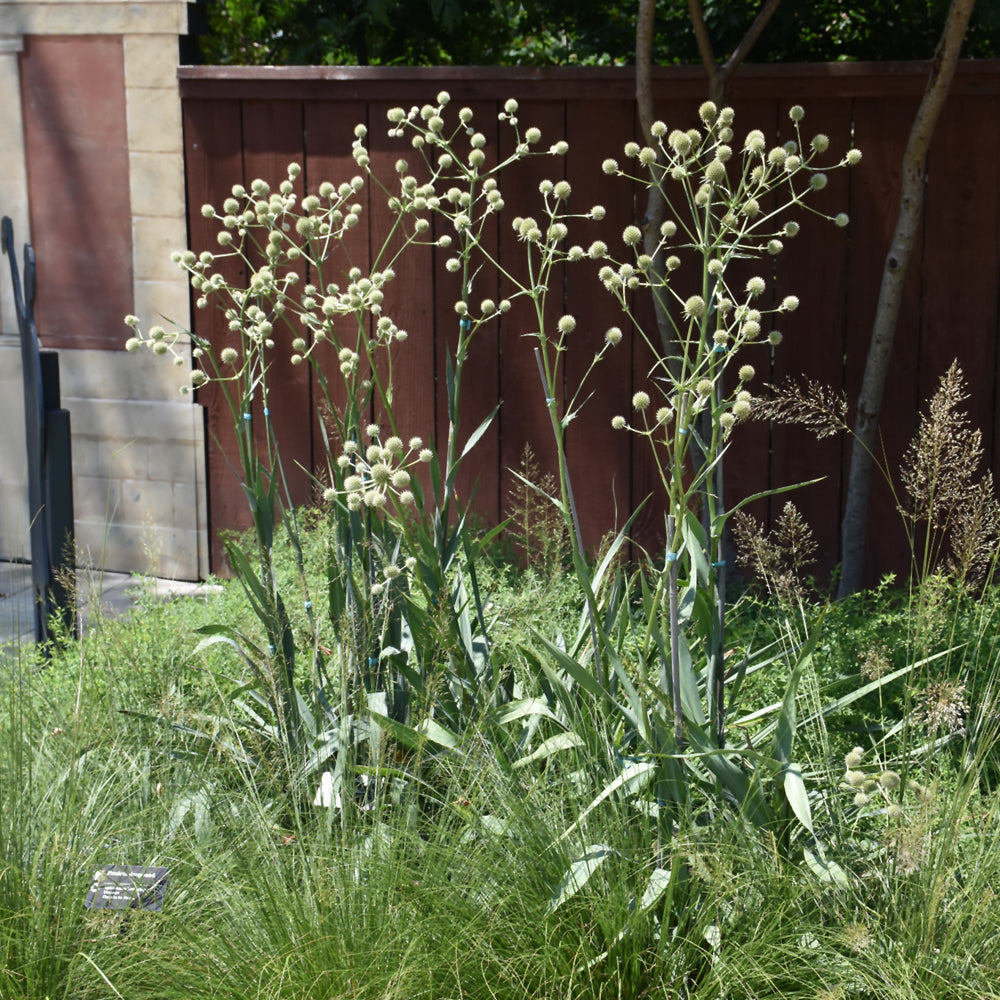 Rattlesnake Master