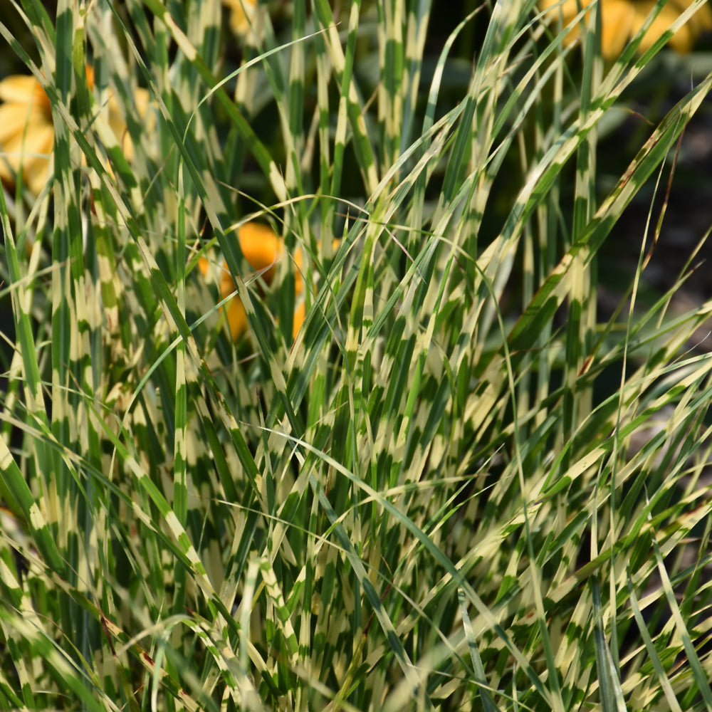 Miscanthus sinensis 'NCMS2B'