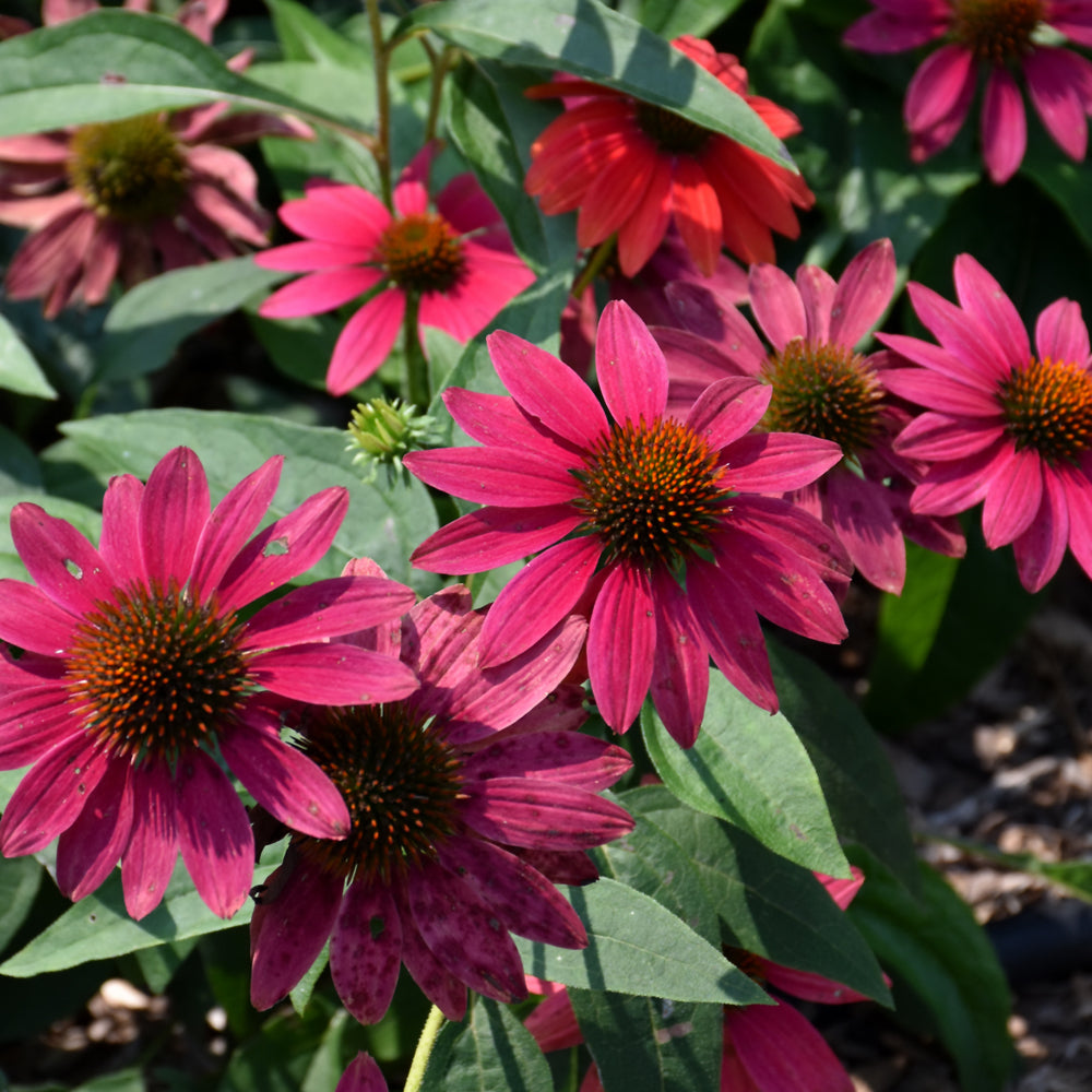 Echinacea 'Balsomtresgo'