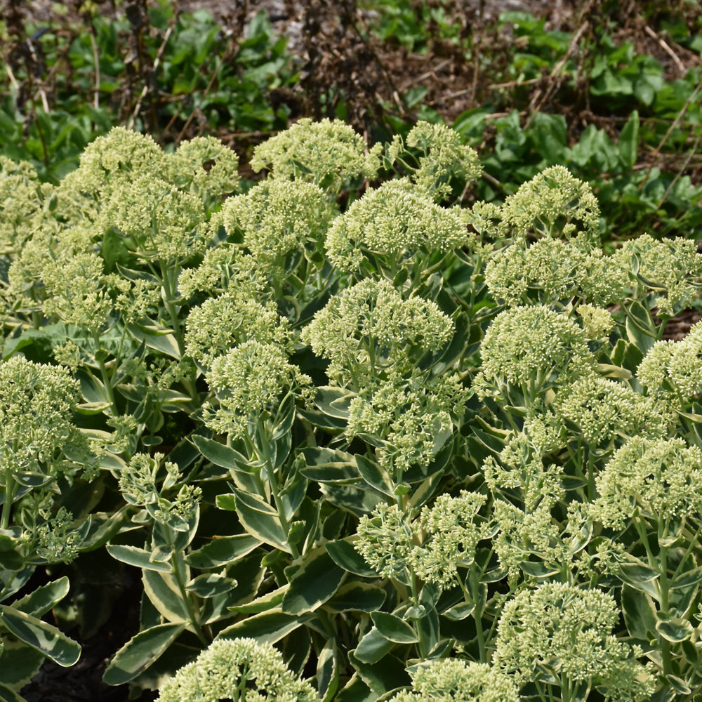 Sedum 'Frosted Fire'