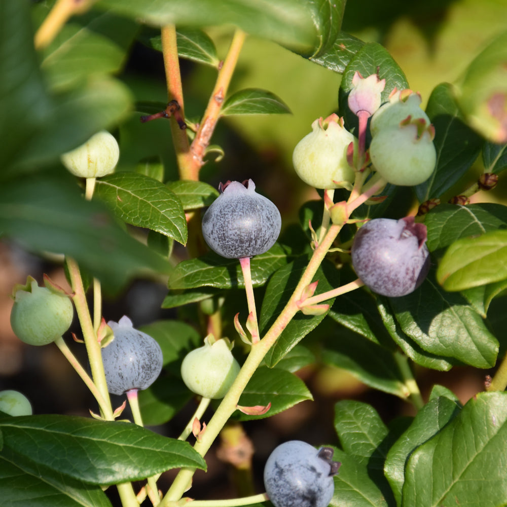 Vaccinium 'ORUS-61-1'