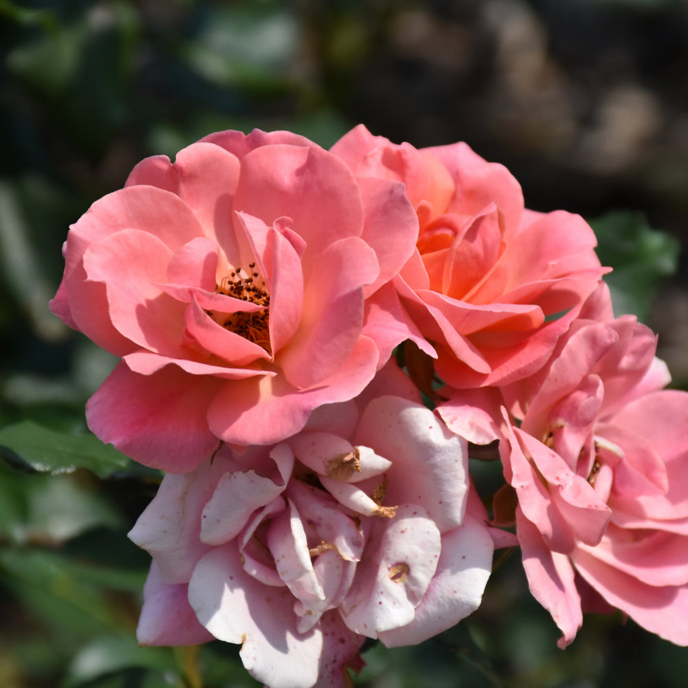 Weston Roses Coral Knock Out® Rose – Weston Nurseries