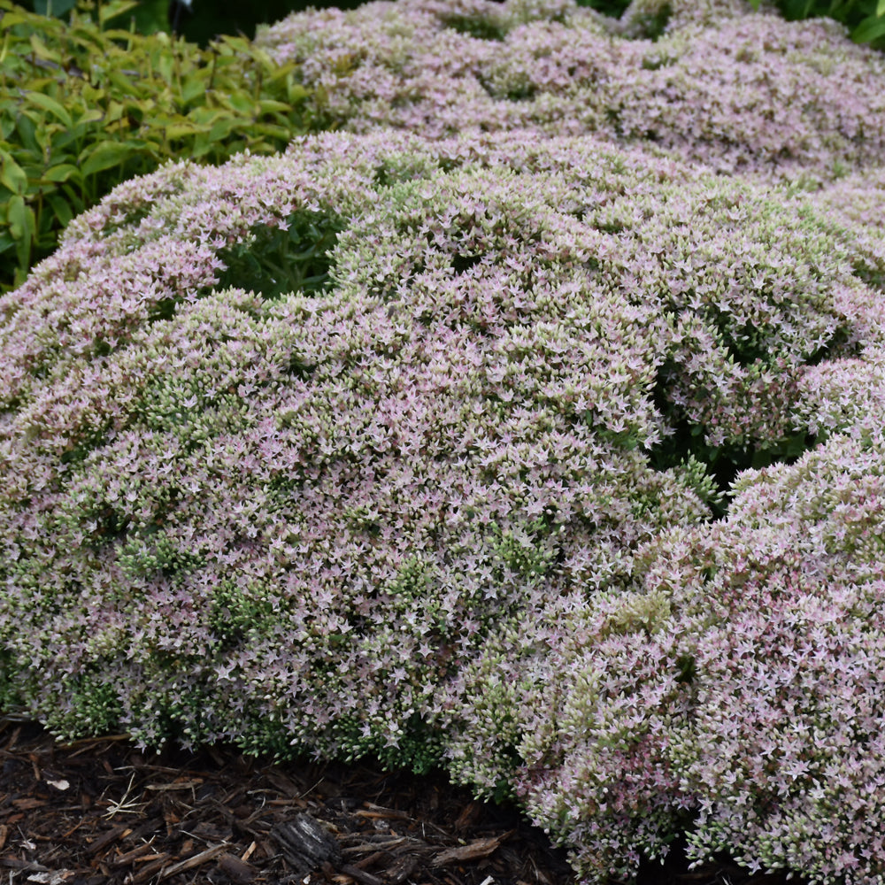 Sedum 'Pure Joy'