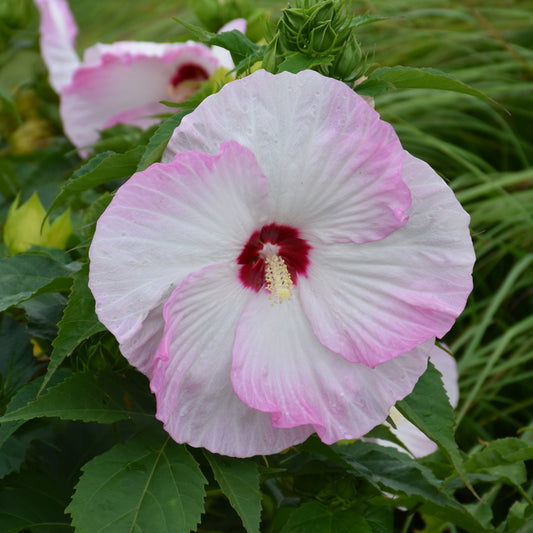 Hibiscus 'Ballet Slippers'