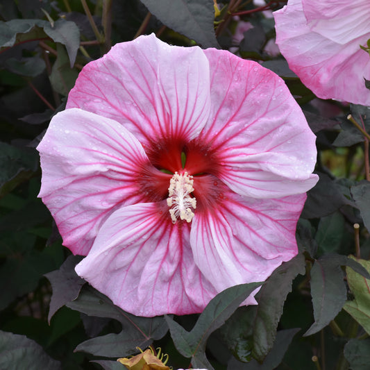 Hibiscus 'Cherry Choco Latte'