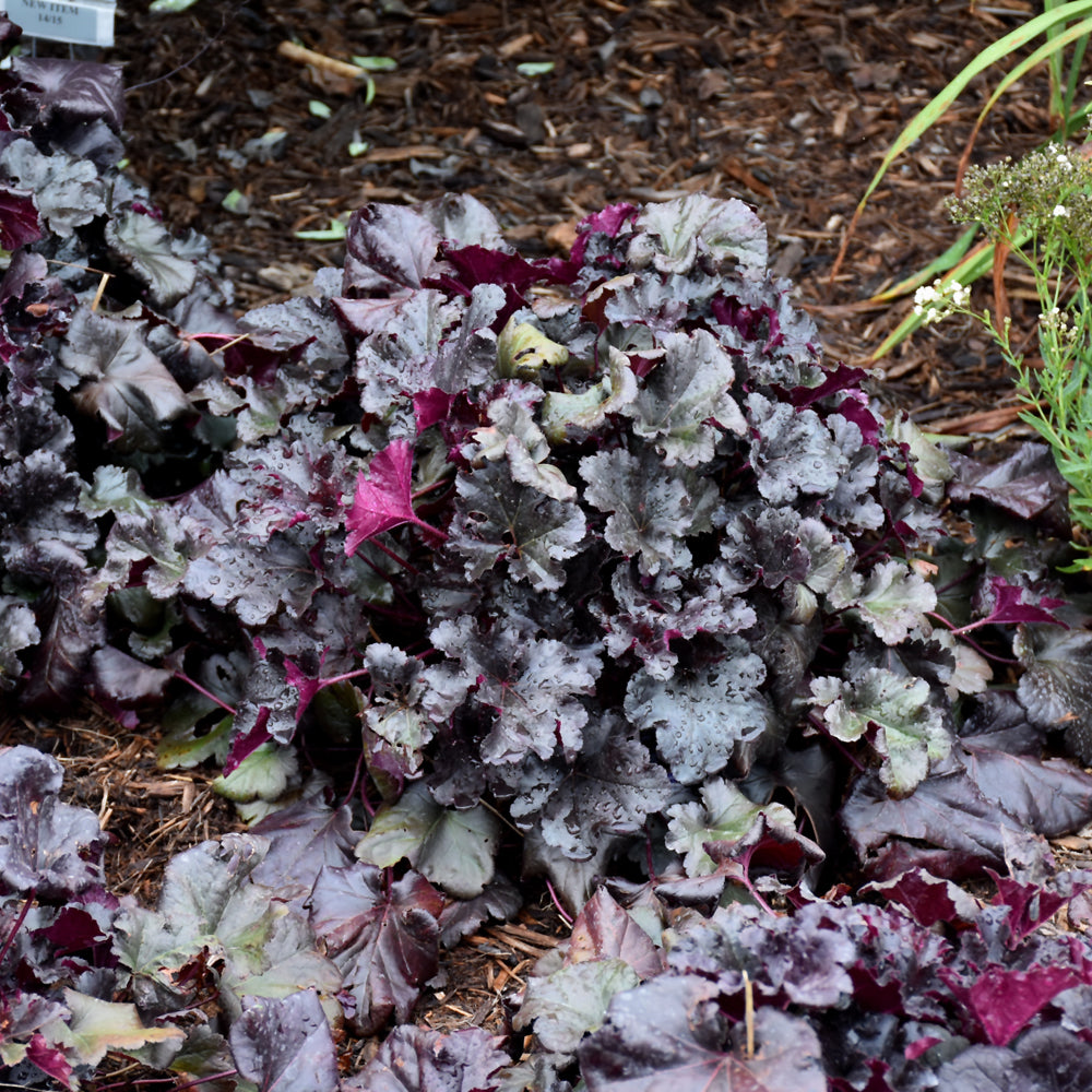 Black Pearl Coral Bells