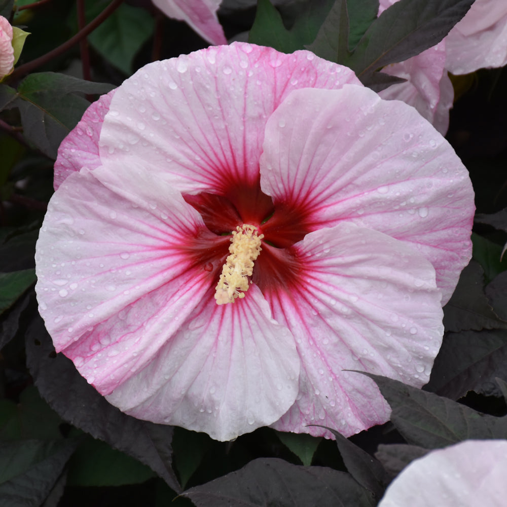 Hibiscus 'Perfect Storm'