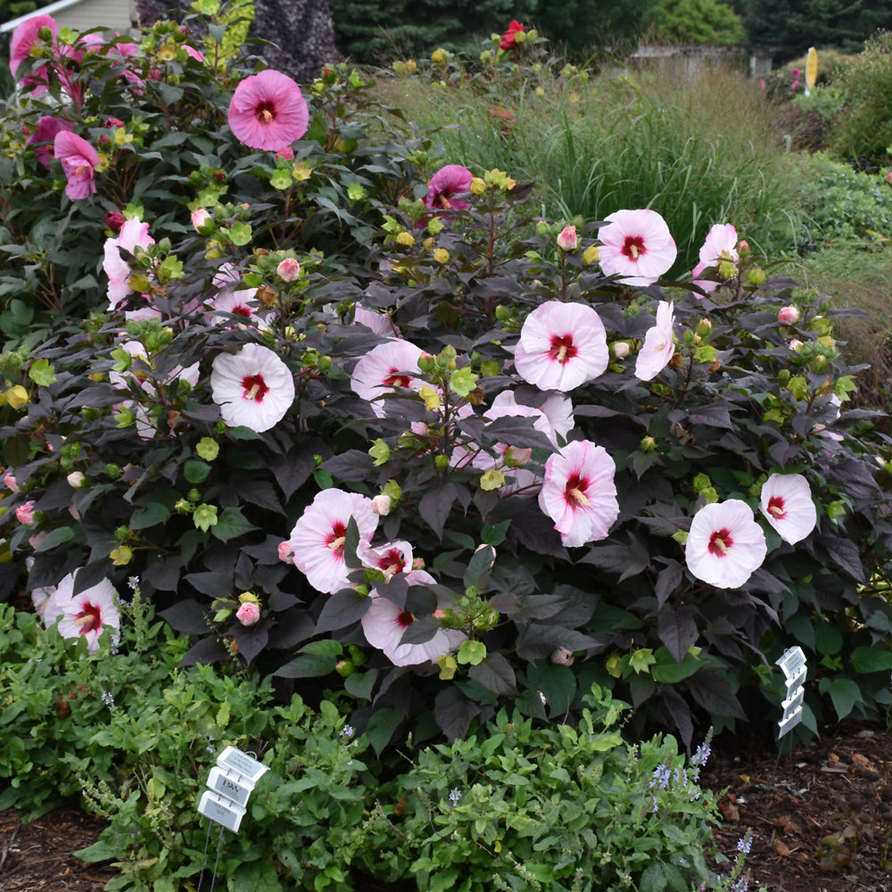 Summerific® Perfect Storm Hibiscus