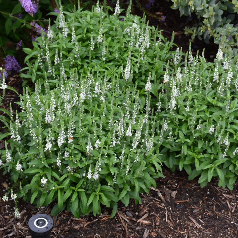 White Wands Speedwell