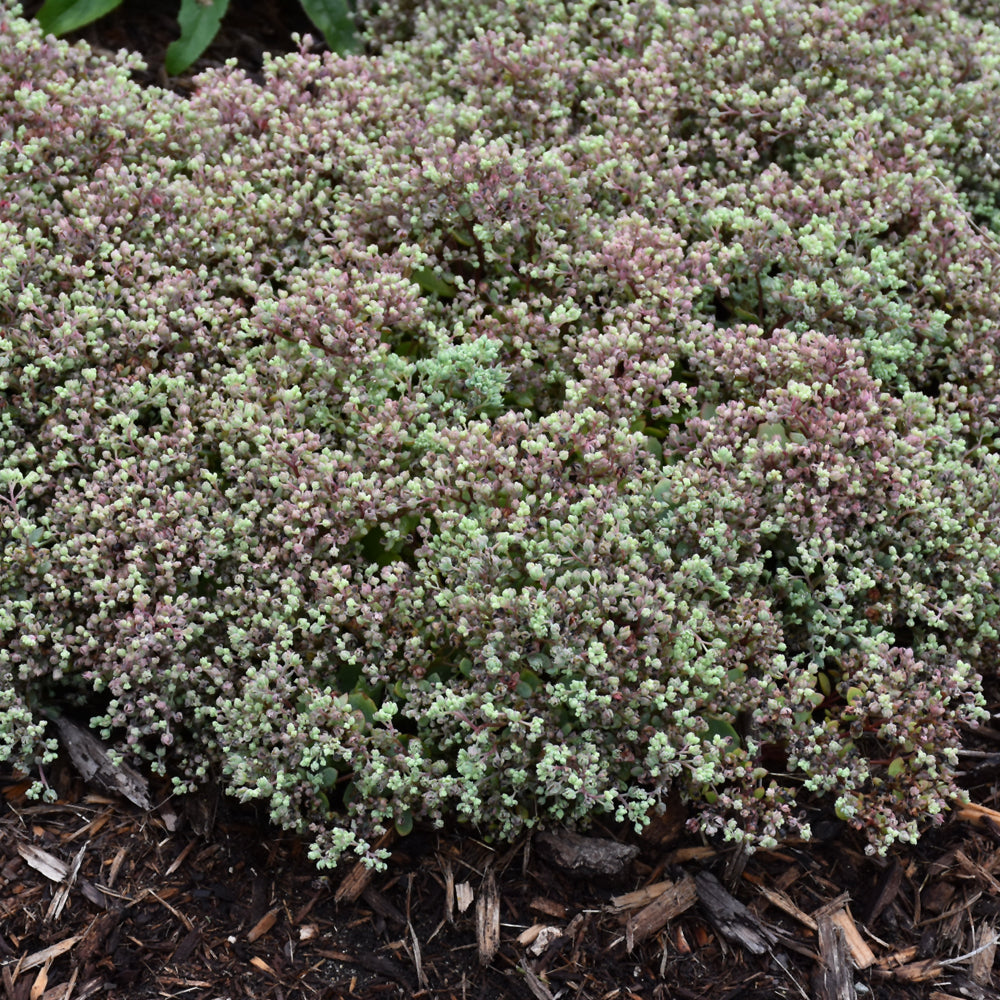 Steel The Show Stonecrop