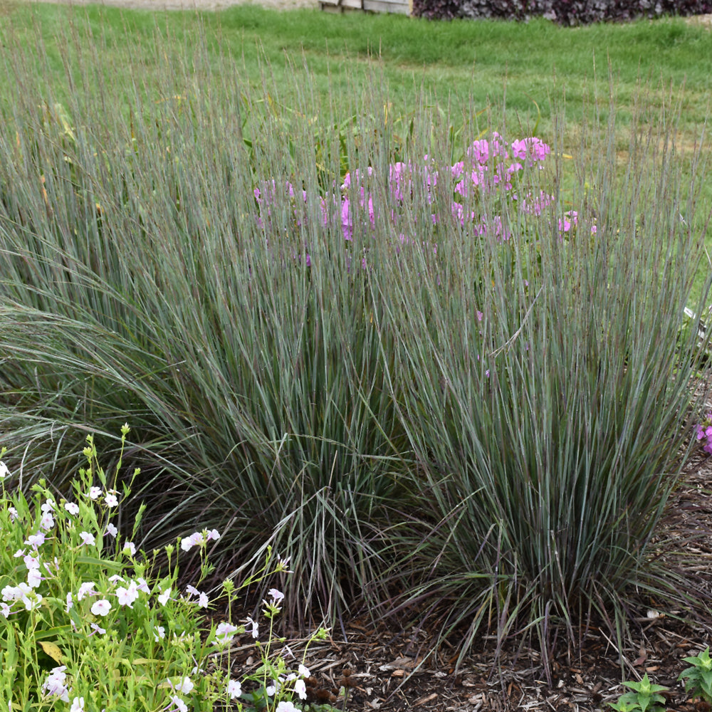 Prairie Winds® Blue Paradise Little Bluestem