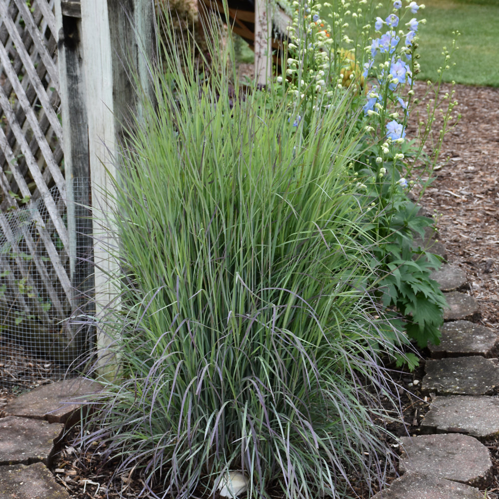 Schizachyrium scoparium 'Twilight Zone'