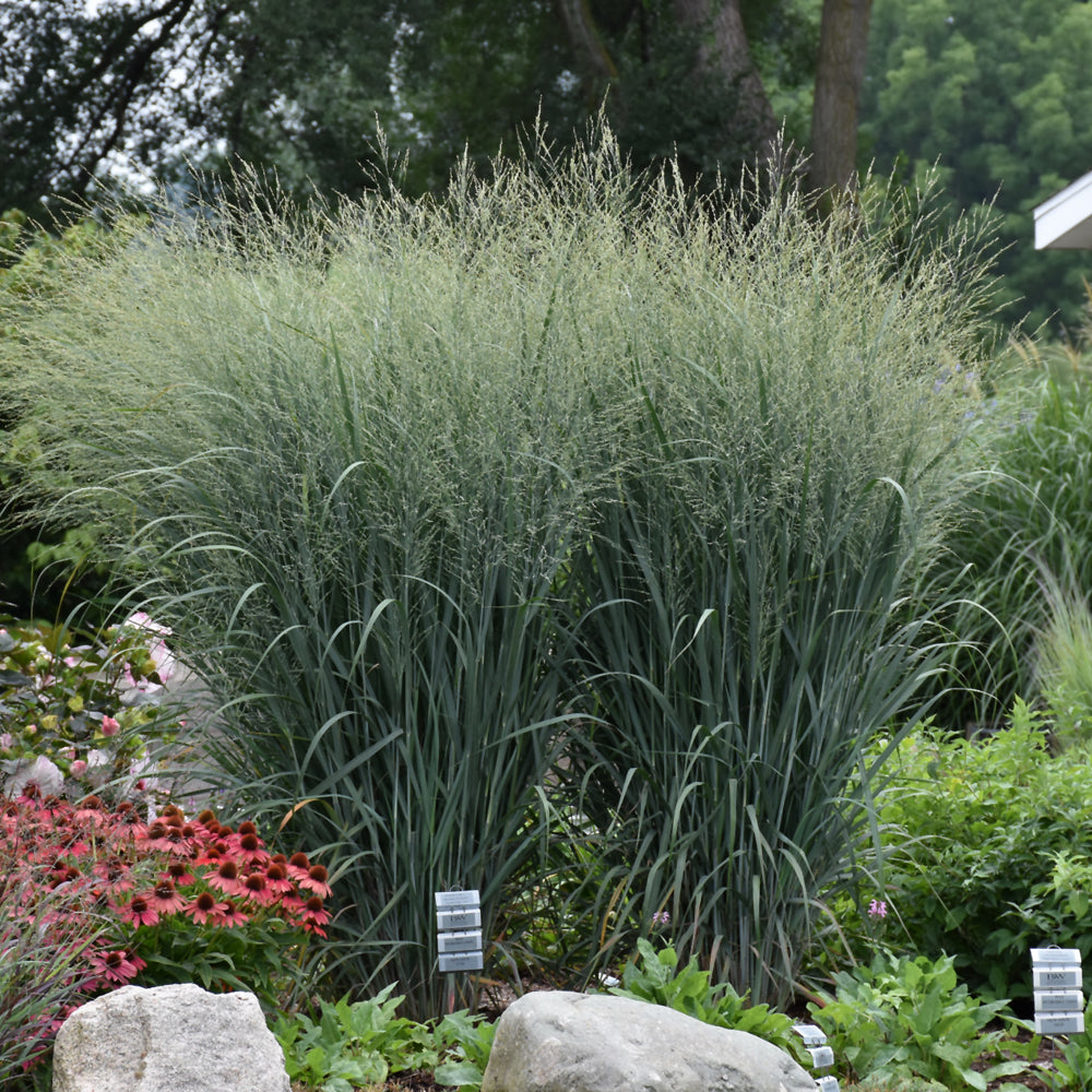 Panicum virgatum 'Totem Pole'