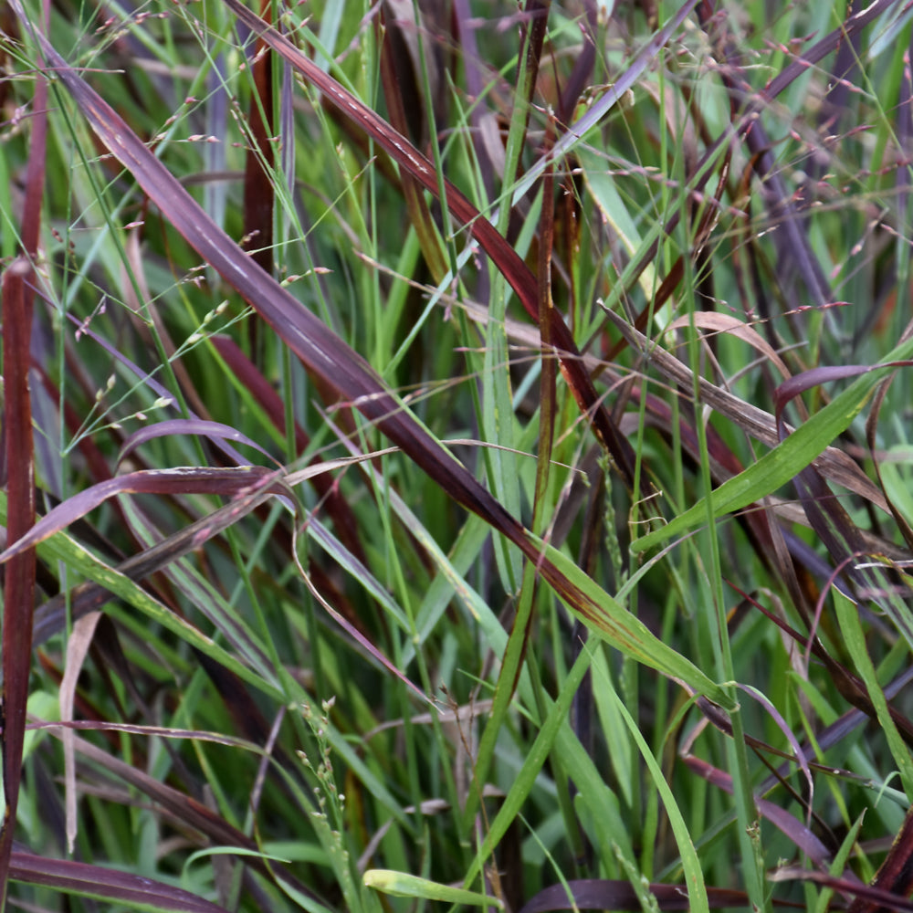 Cheyenne Sky Switch Grass