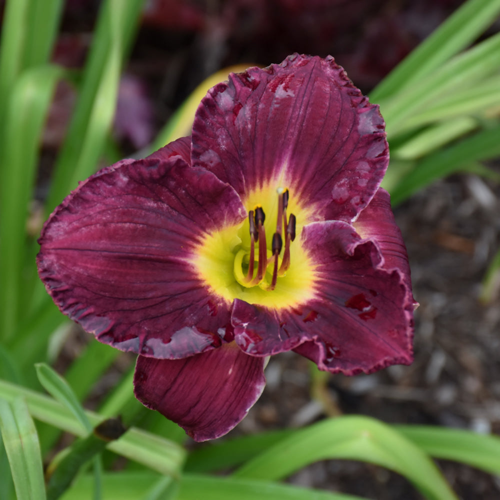 Hemerocallis 'Nosferatu'