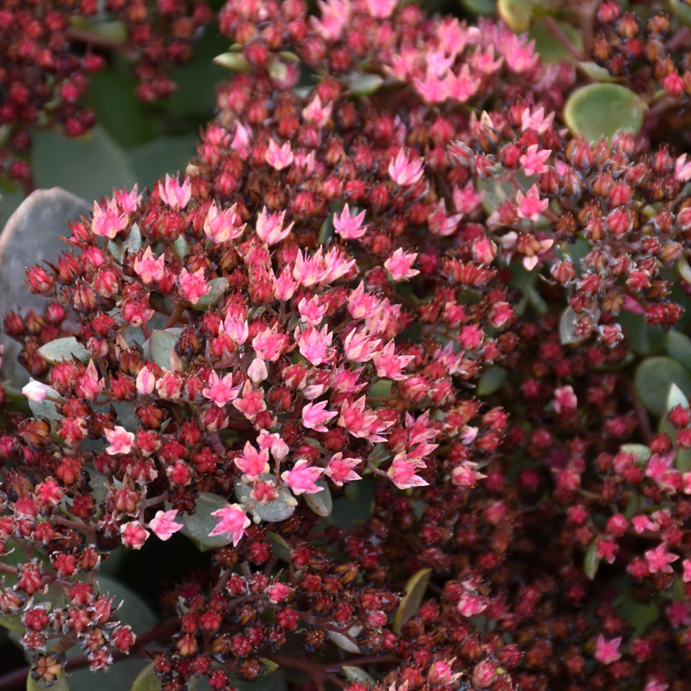 Sedum 'Popstar'