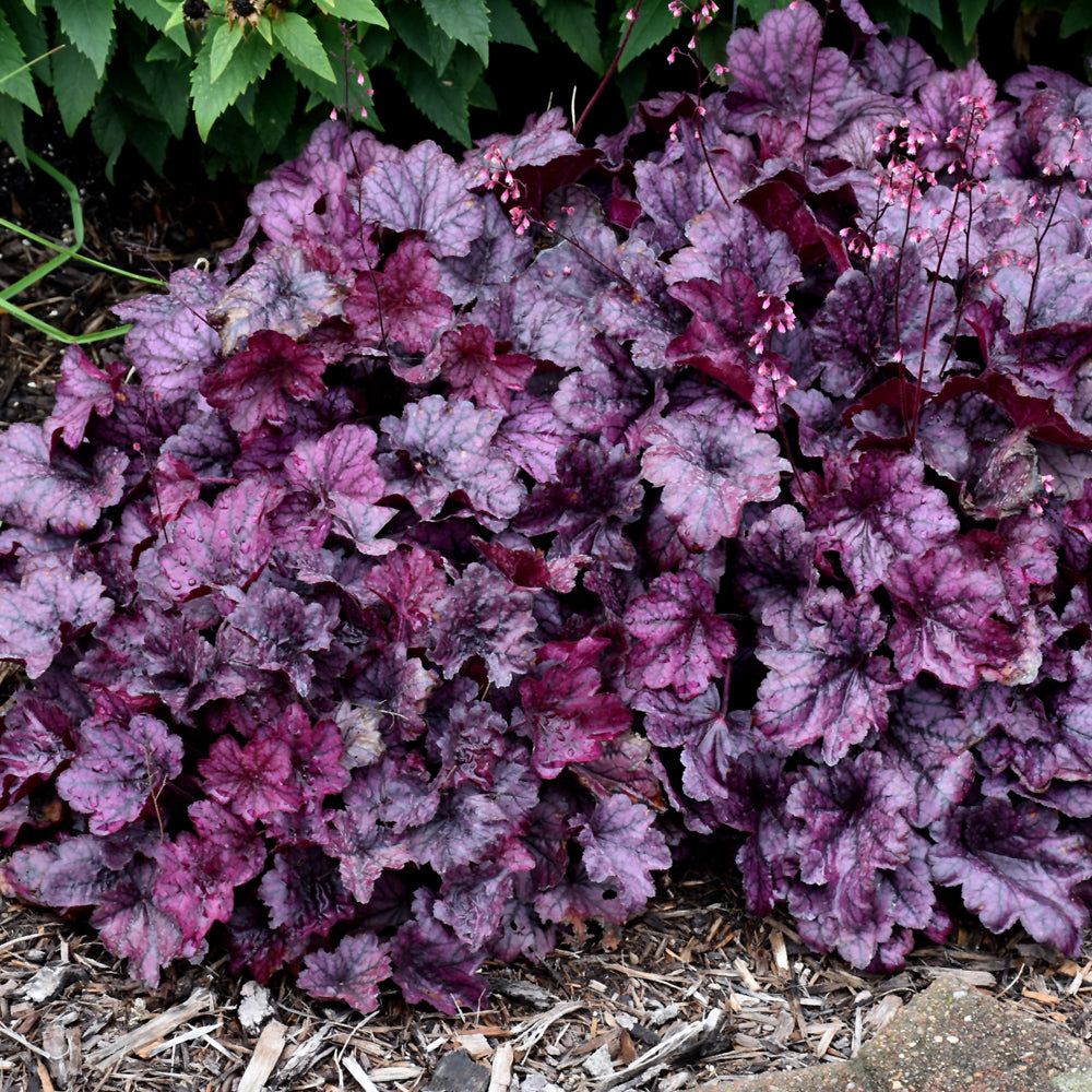 Heuchera 'Wild Rose'