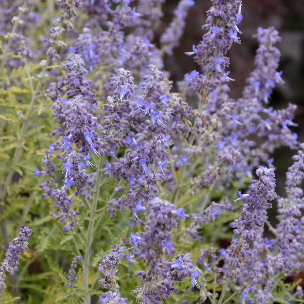 Denim 'n Lace Russian Sage