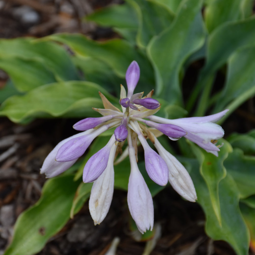 Shadowland® Waterslide Hosta