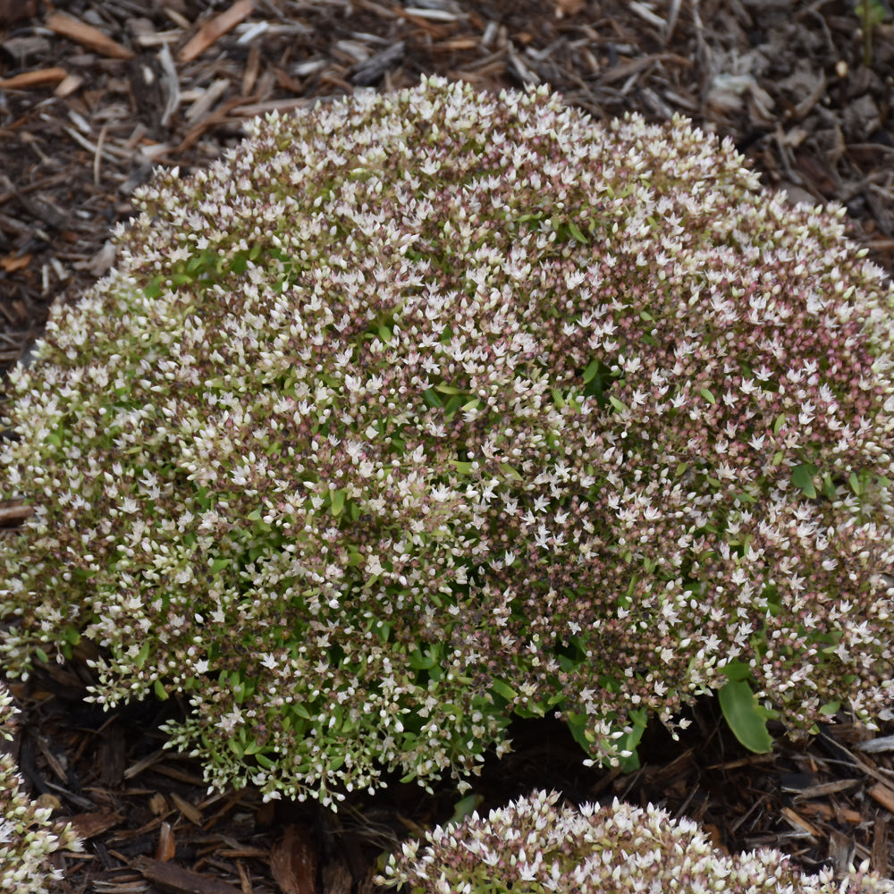 Rock 'N Round™ Bundle Of Joy Stonecrop