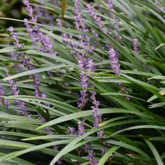 Liriope muscari 'Big Blue'