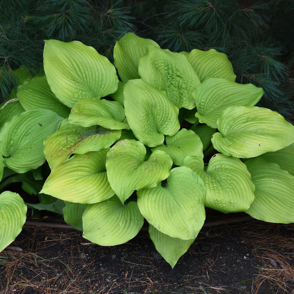 Shadowland® Coast to Coast Hosta