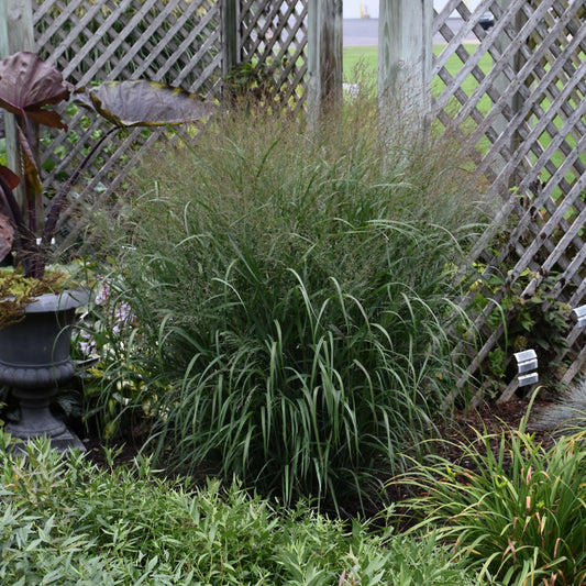 Panicum virgatum 'Apache Rose'