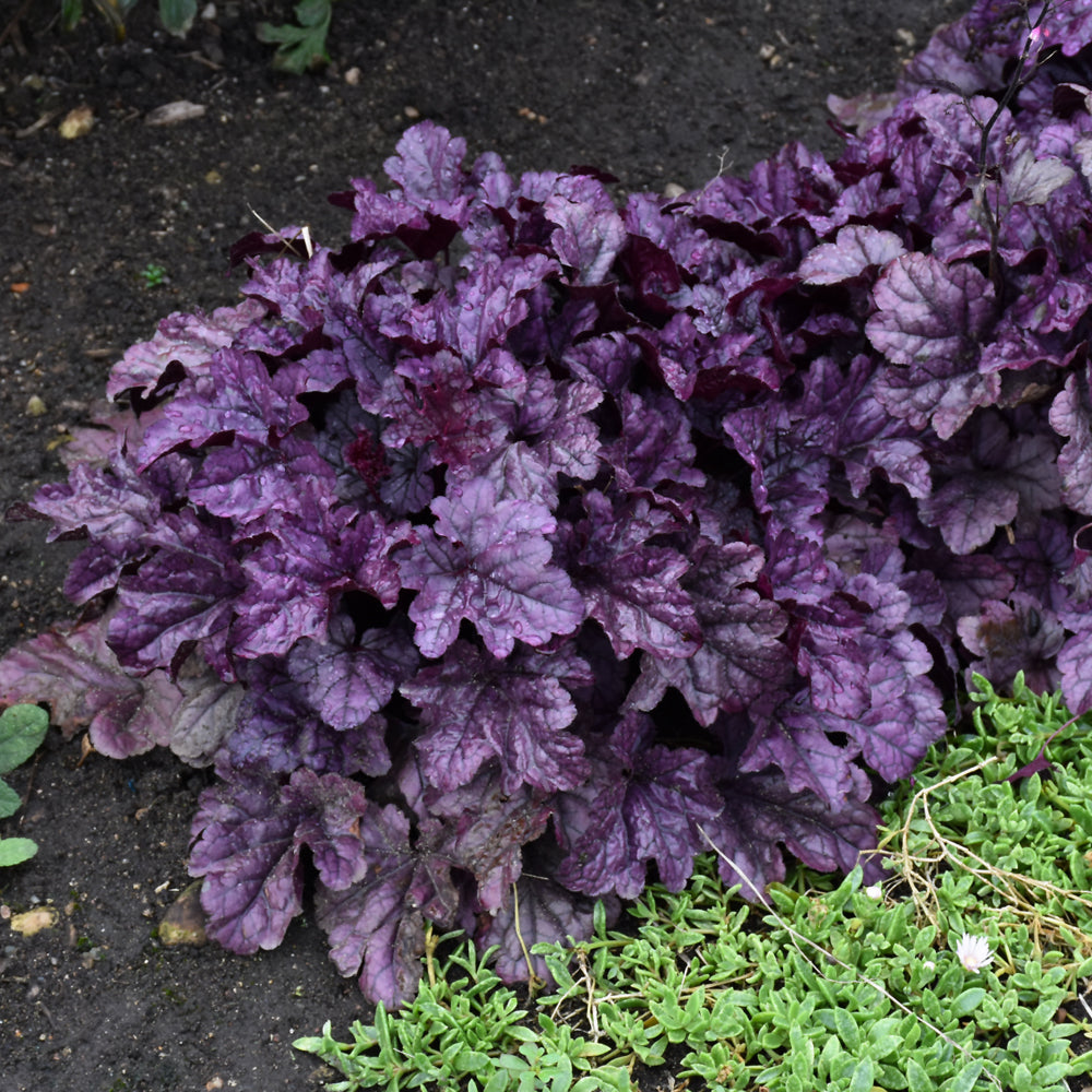 Heuchera 'Wildberry'