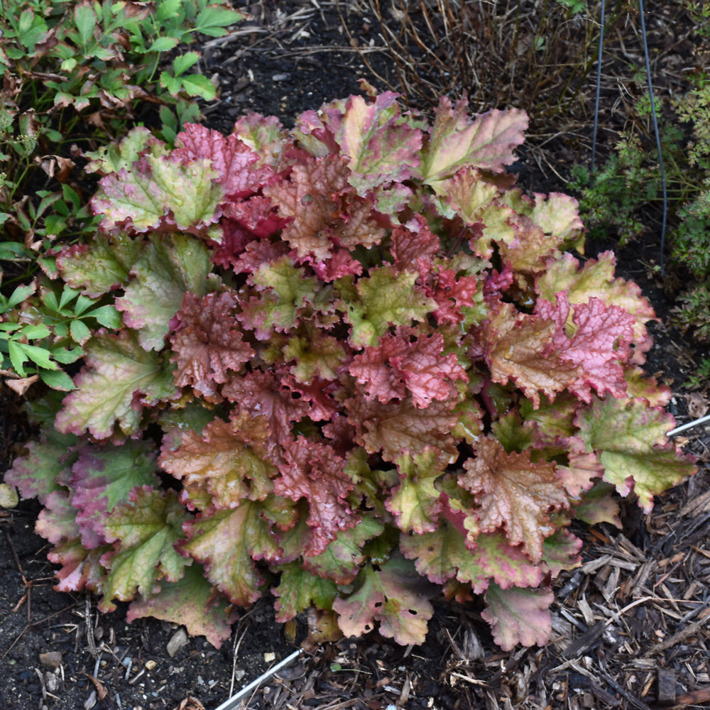 Peachberry Ice Coral Bells