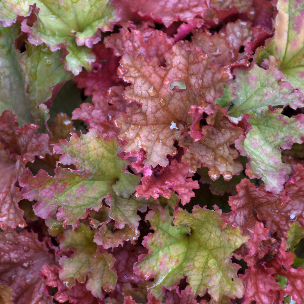 Heuchera 'Peachberry Ice'