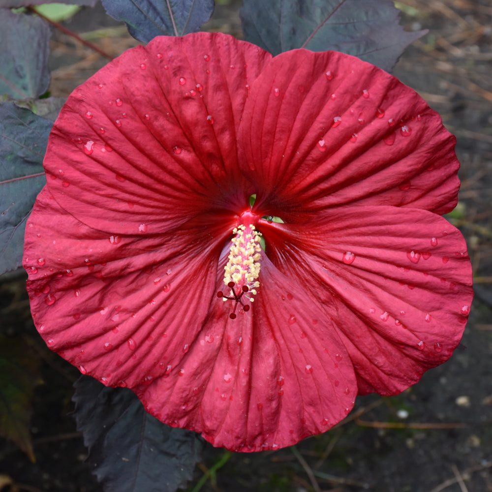 Hibiscus 'Holy Grail'