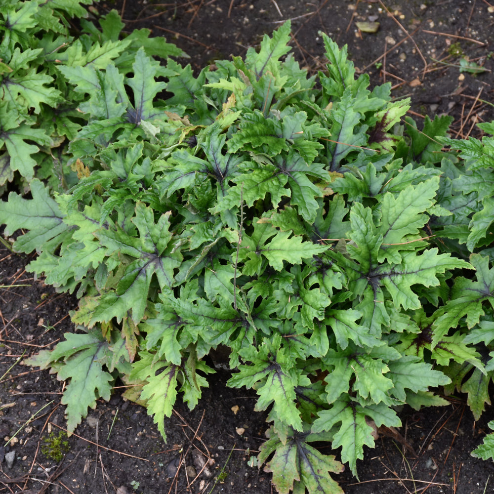 Cutting Edge Foamflower