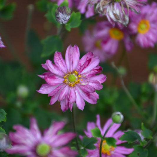 Anemone 'Fall In Love Sweetly'