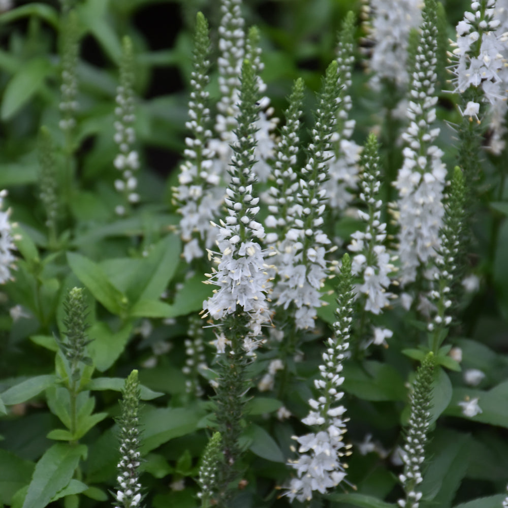 Veronica 'White Wands'