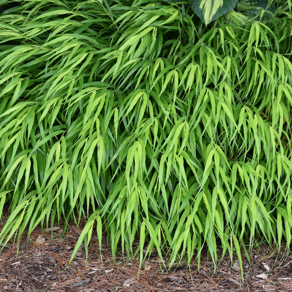 Hakonechloa macra 'All Gold'