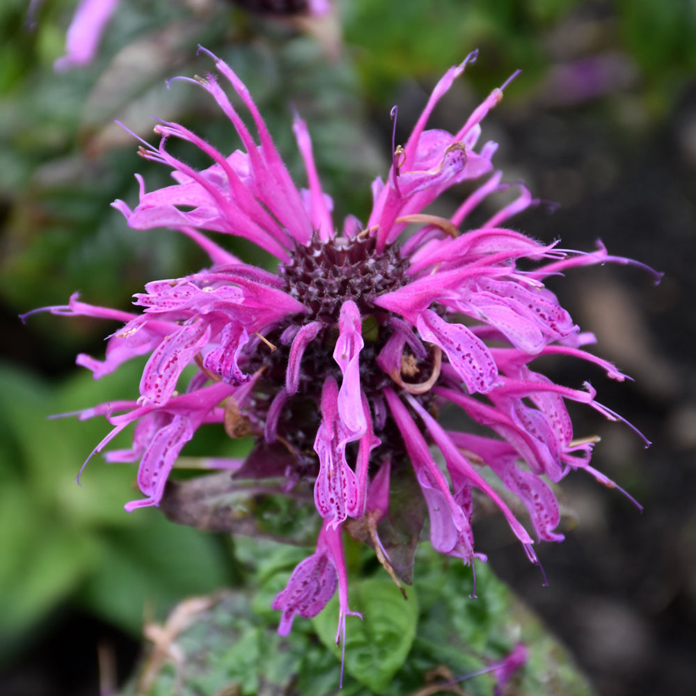 Monarda 'Leading Lady Plum'