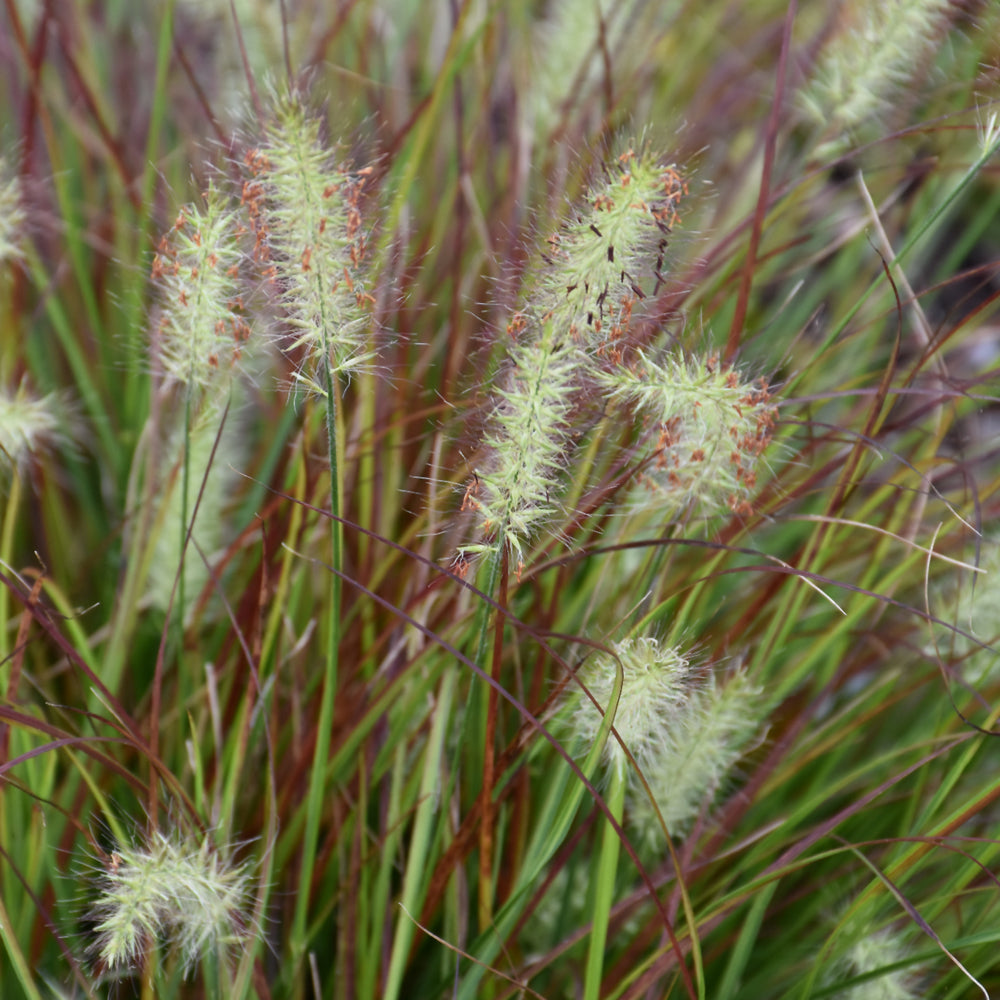 Pennisetum alopecuroides 'Burgundy Bunny'