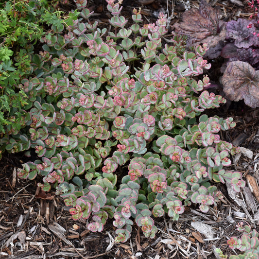 Sedum sieboldii