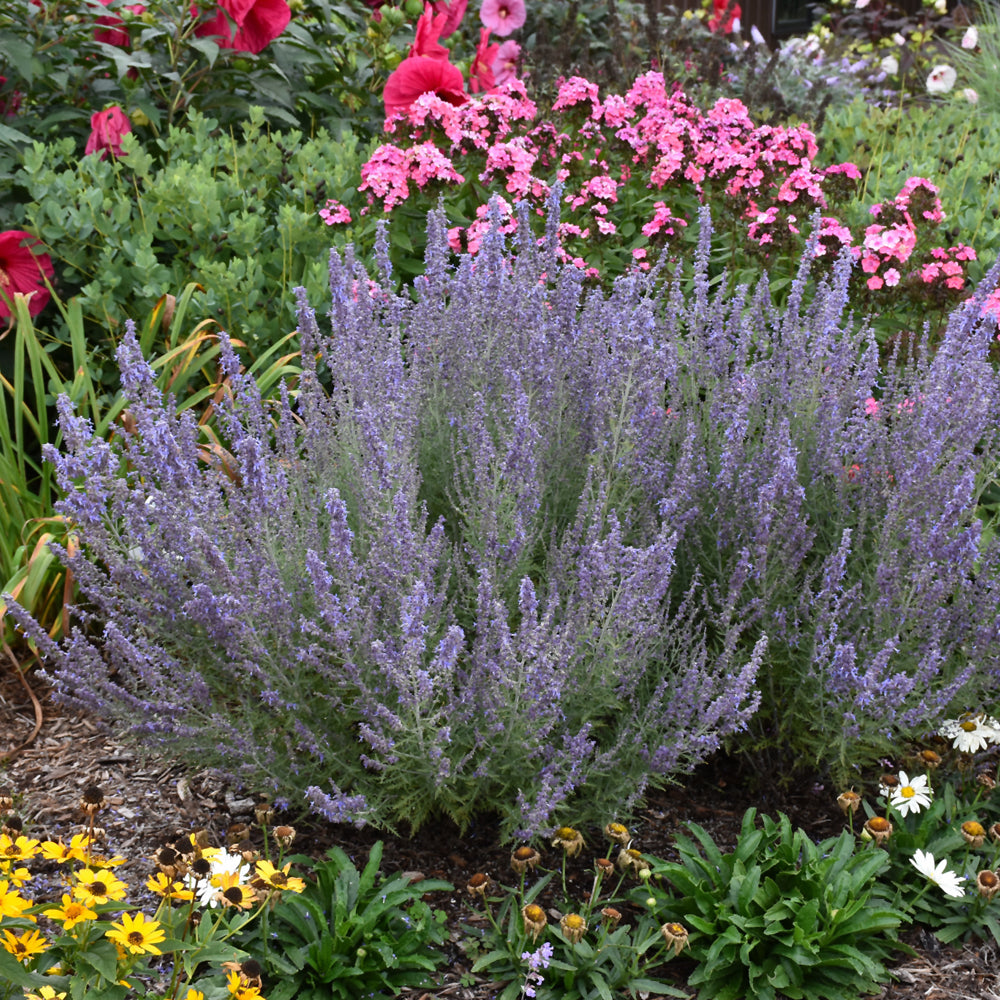 Perovskia atriplicifolia 'Denim 'n Lace'