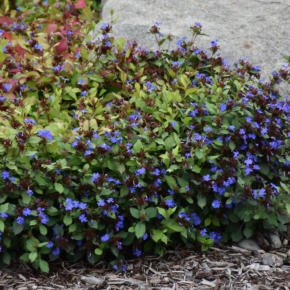 Plumbago