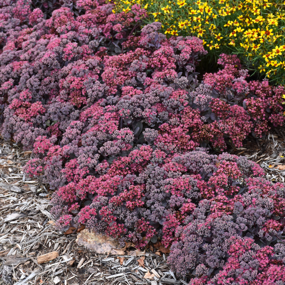 Dazzleberry Stonecrop