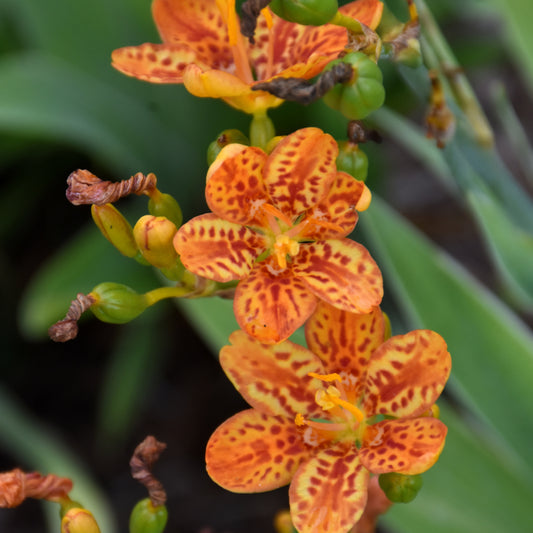 Belamcanda chinensis 'Freckle Face'
