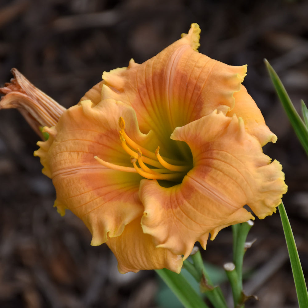 Hemerocallis 'Orange Smoothie'