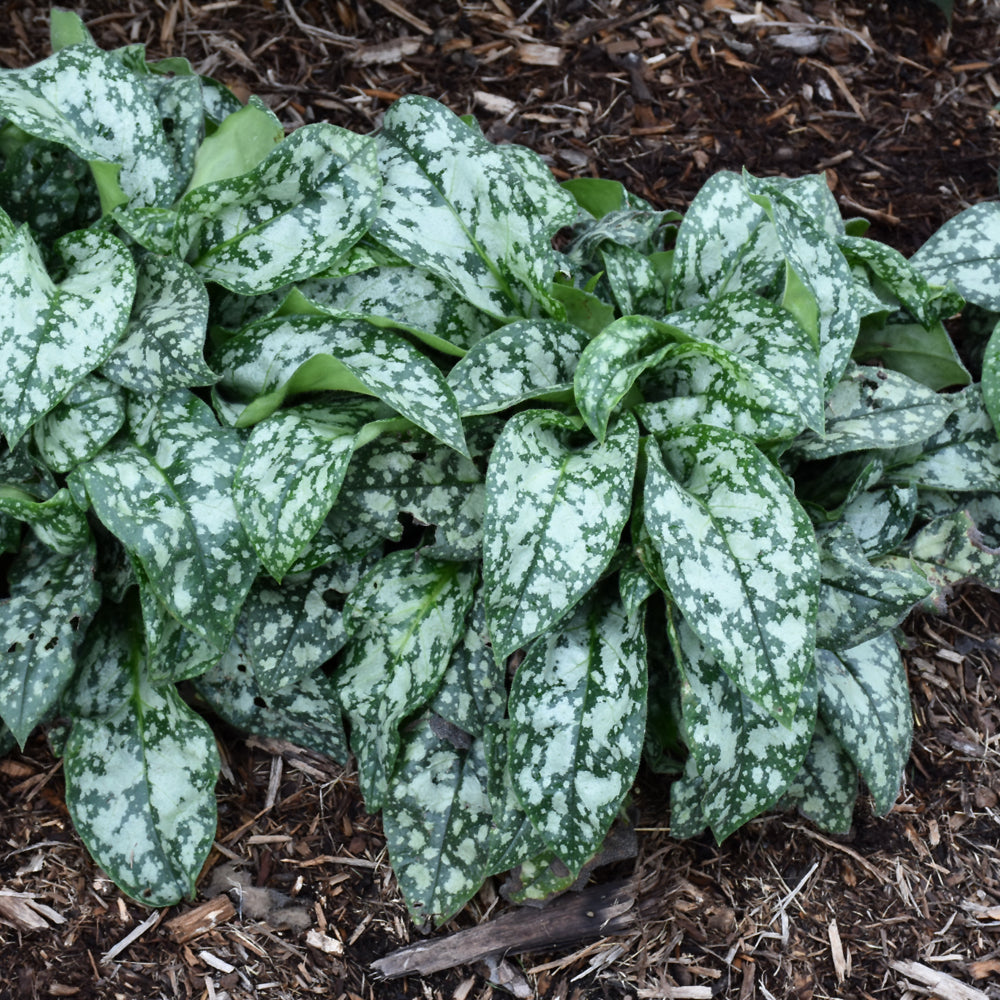 Pulmonaria 'Pretty In Pink'