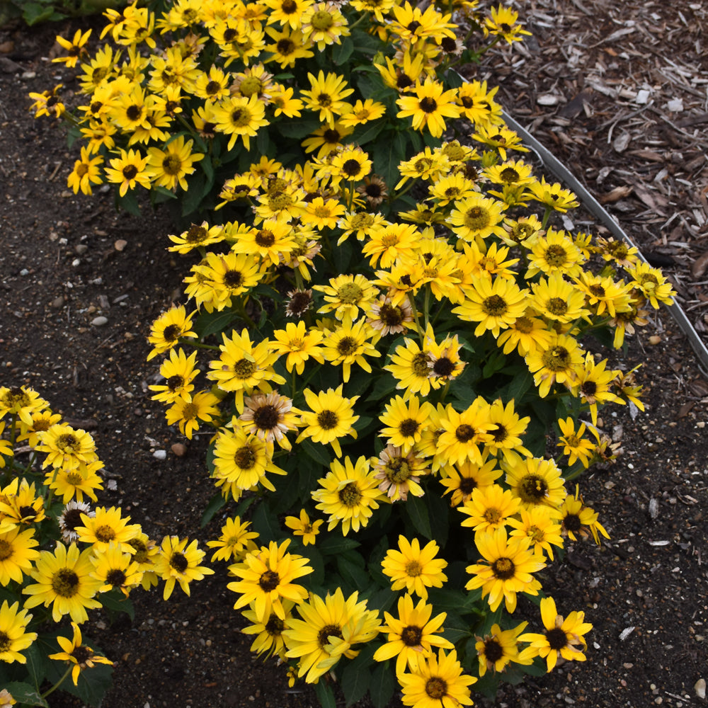 Tuscan Gold™ False Sunflower