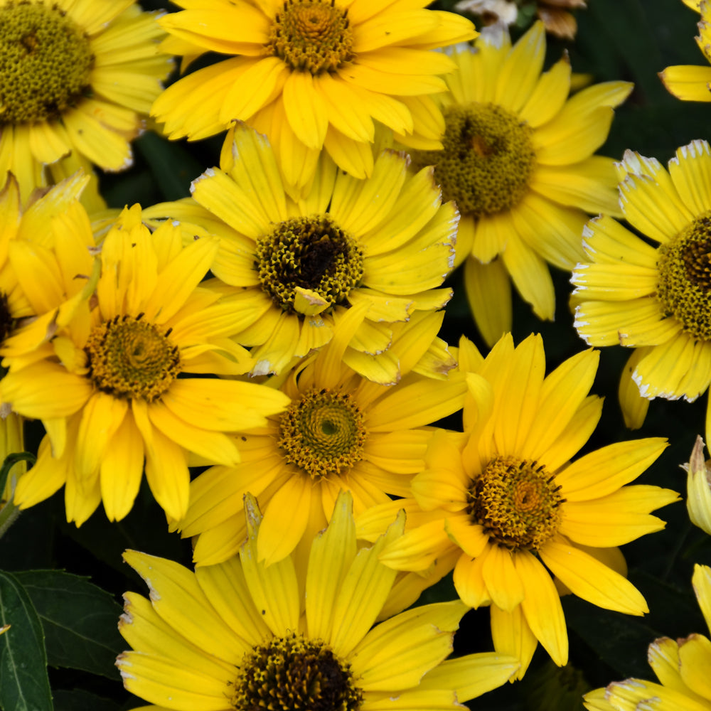 Heliopsis helianthoides 'Inhelsodor'