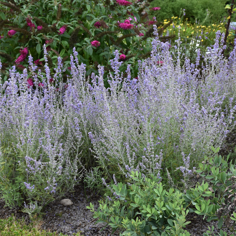 Blue Jean Baby Russian Sage