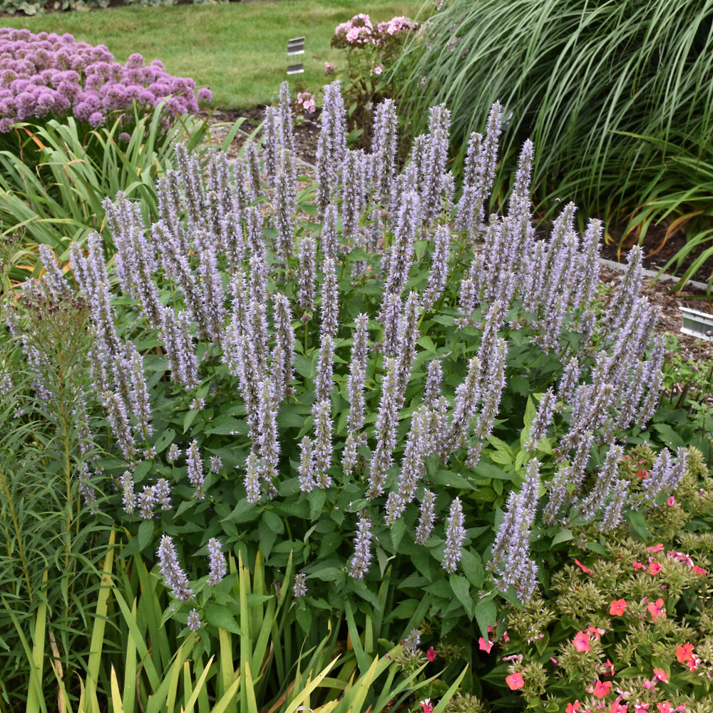 Blue Fortune Anise Hyssop